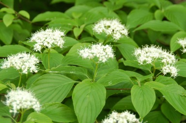 Pagoda Dogwood